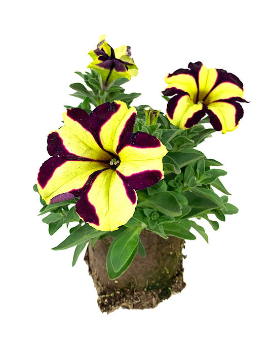 Petunia 'Crazytunia Knight Rider'
