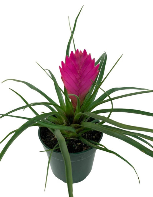 Tillandsia cyanea 'Pink Quill' - The Garden Corner