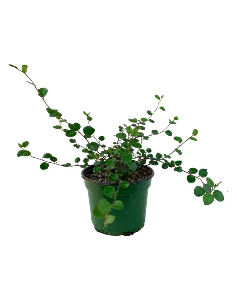 Muehlenbeckia complexa 'Big Leaf'