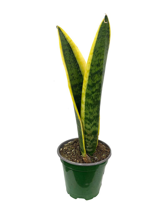 Sansevieria trifasciata 'Laurentii' - The Garden Corner