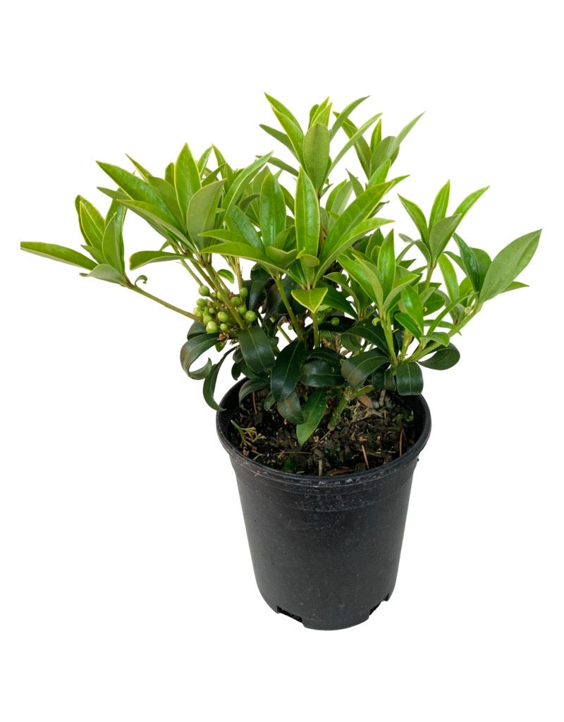 Skimmia reevesiana  (Male and Female)