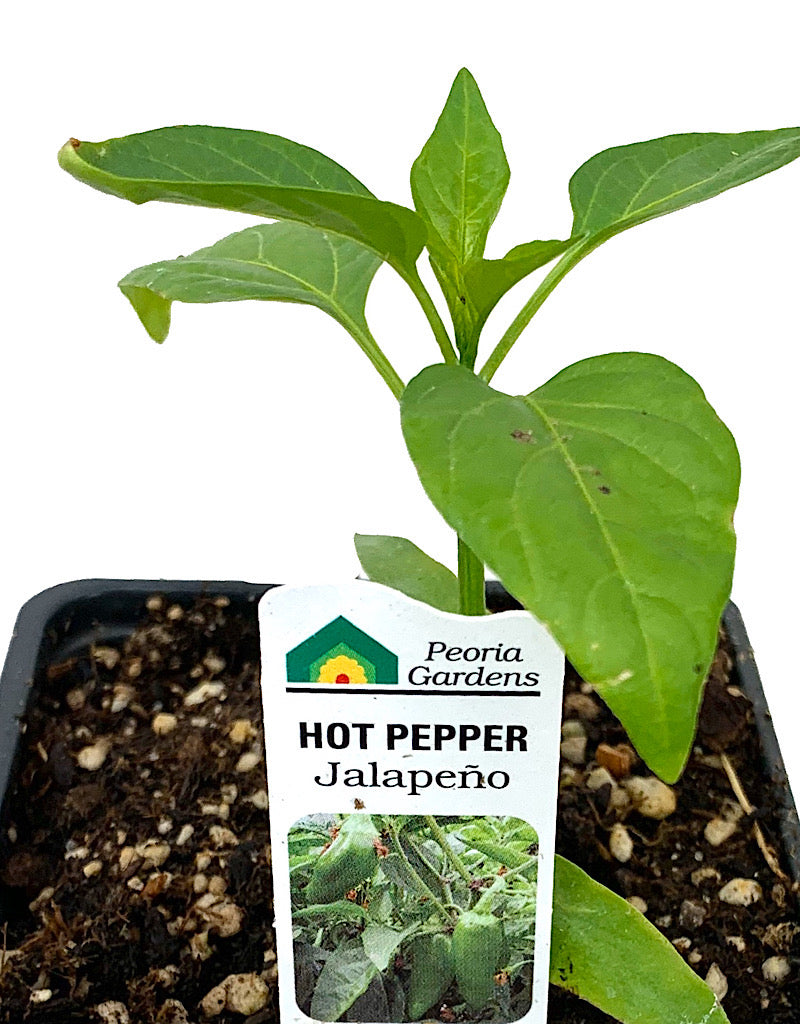 Pepper 'Jalapeno' 4 Inch
