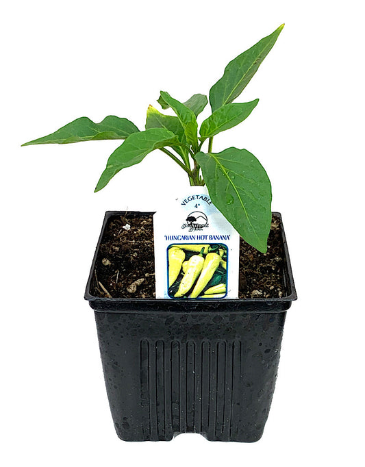 Pepper 'Hungarian Hot Banana'