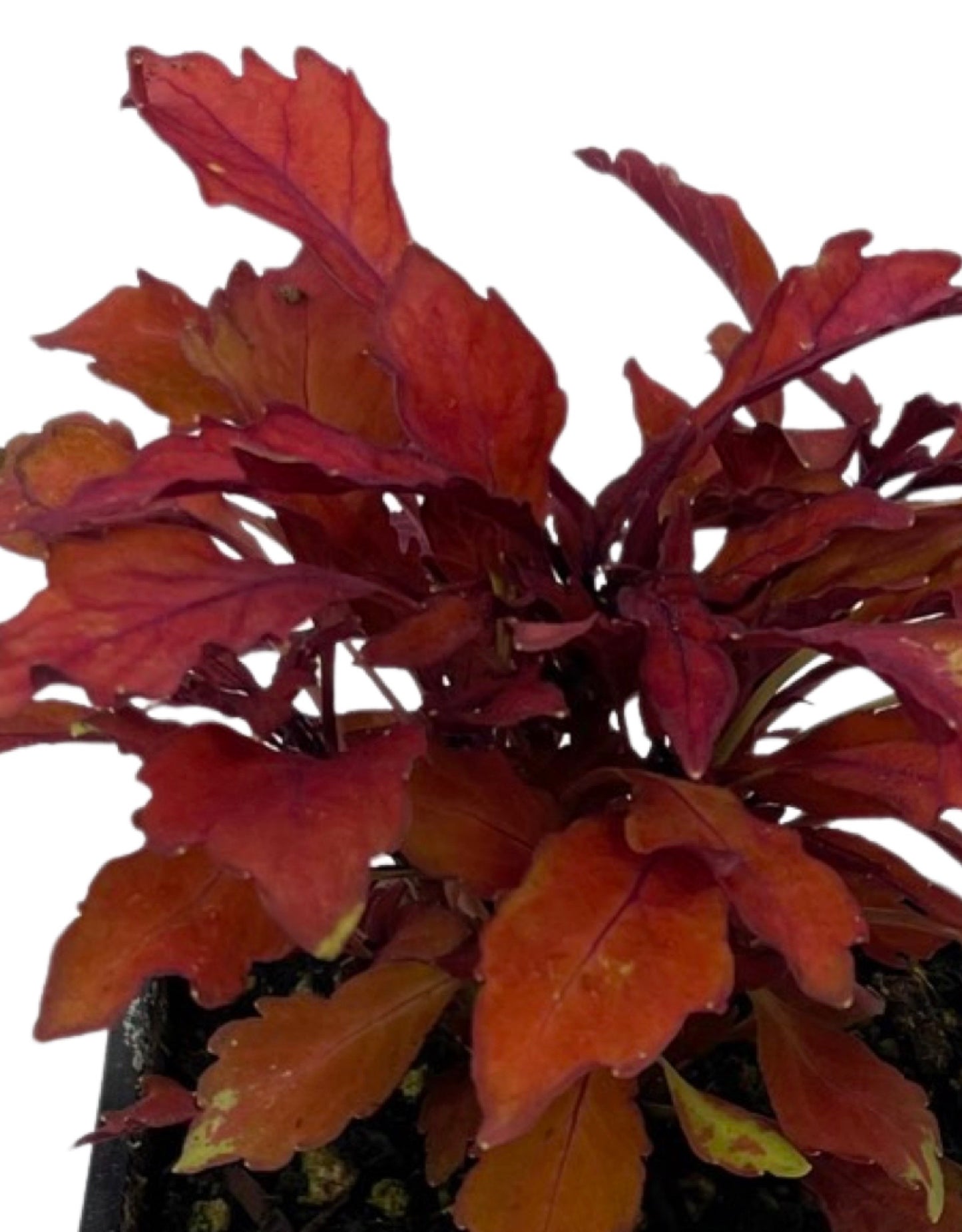 Coleus 'Flame Thrower Habanero'