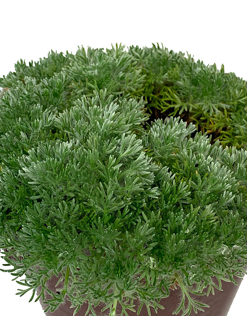 Cotula hispida 4 inch