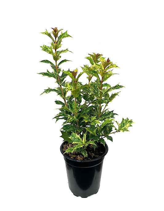 Osmanthus heterophyllus  'Goshiki'