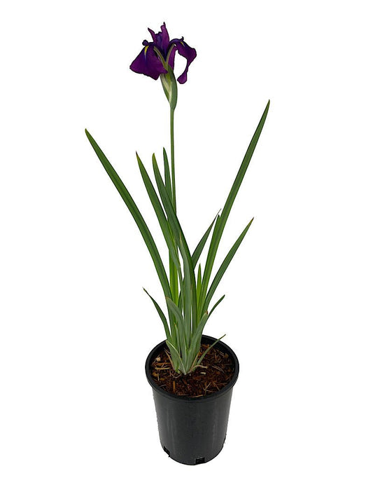 Iris ensata 'Variegata' - The Garden Corner