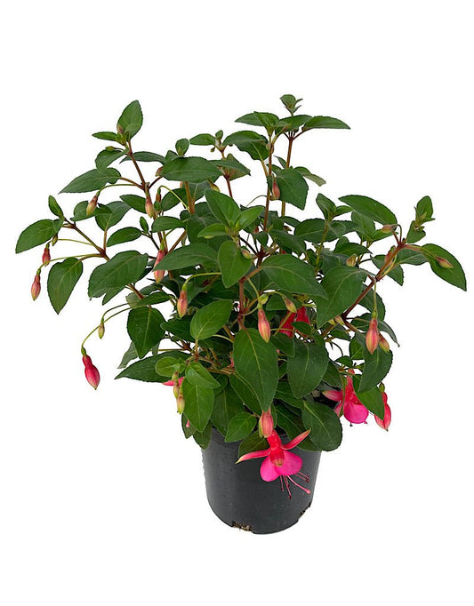 Fuchsia 'June Bride' - The Garden Corner