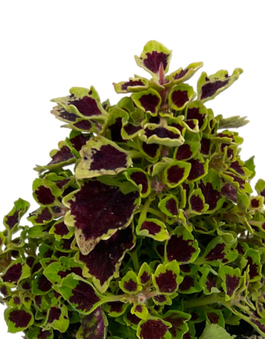 Coleus 'Great Falls Niagara'