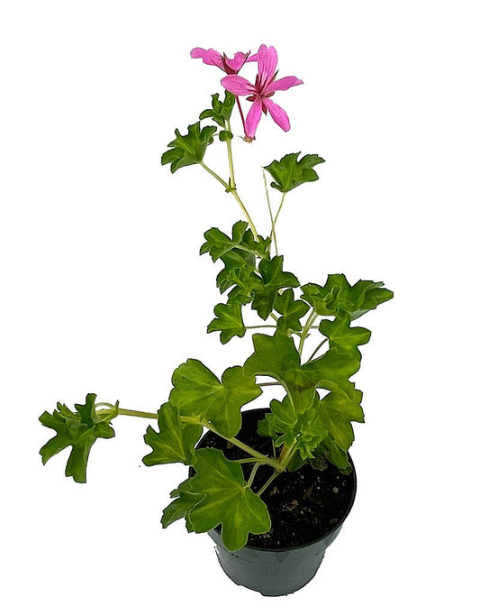Geranium 'Cascade Lila Compact' 4 Inch - The Garden Corner