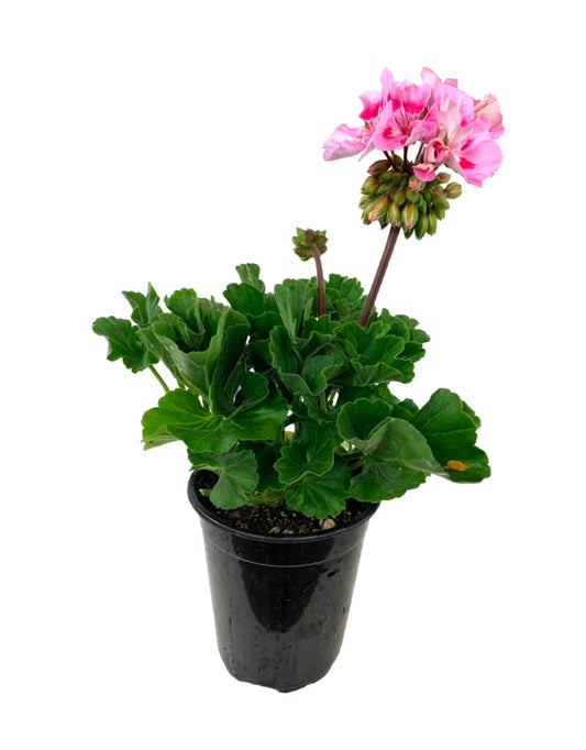 Geranium Zonal 'Presto Pink'