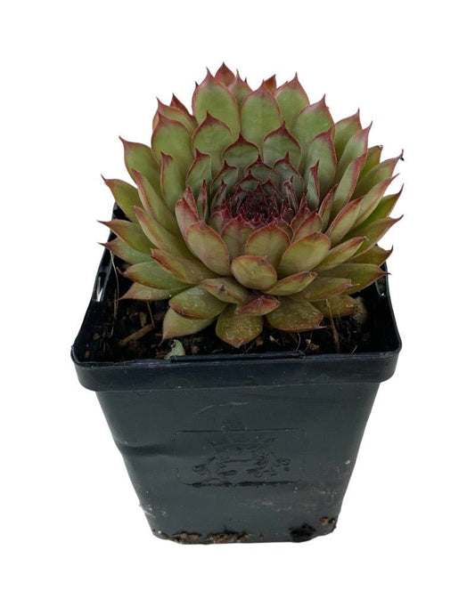 Sempervivum 'Chick Charm Autumn Apple' - The Garden Corner
