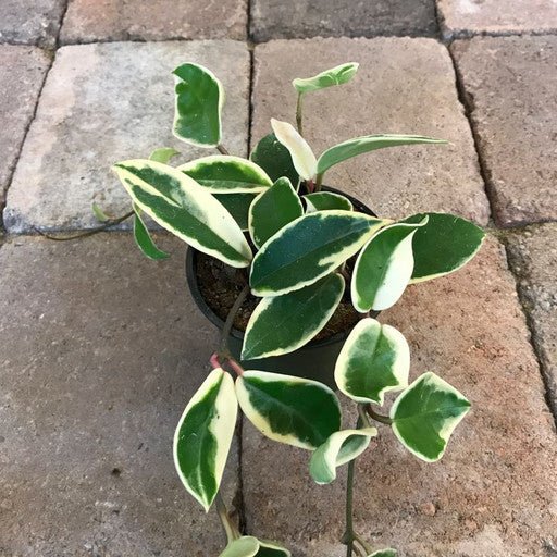 Hoya carnosa 4 Inch - The Garden Corner