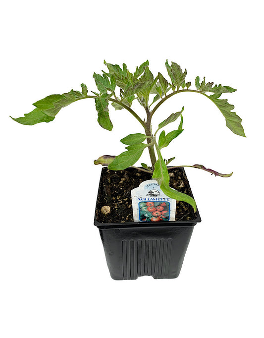 Tomato 'Willamette'