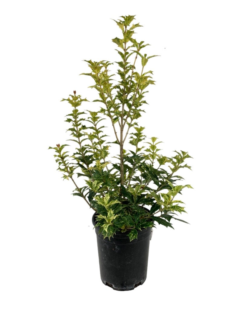 Osmanthus heterophyllus  'Goshiki'