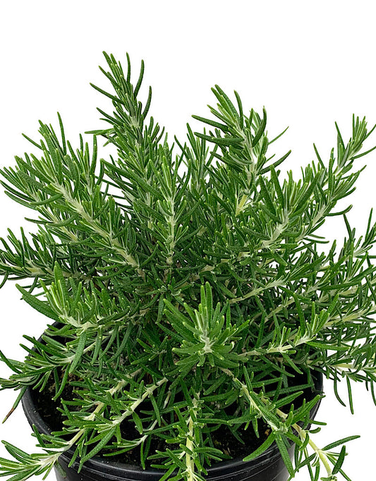 Rosmarinus officinalis 'Roman Beauty'