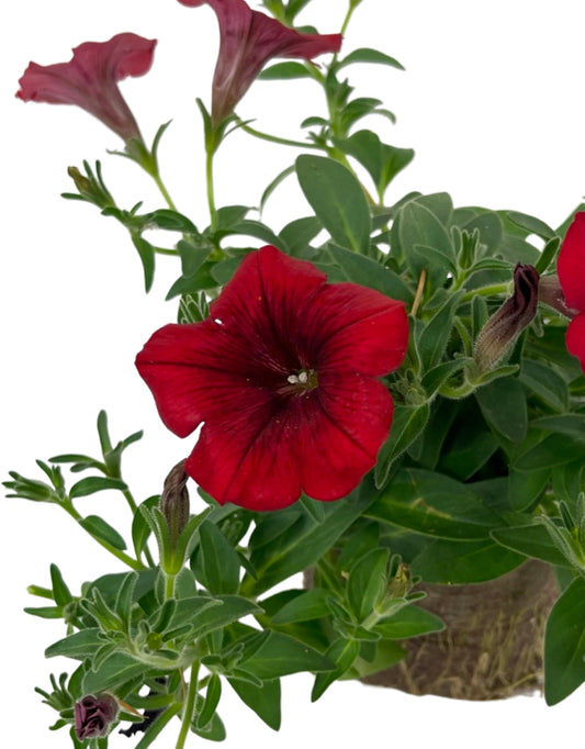 Petunia Surfinia 'Deep Red'