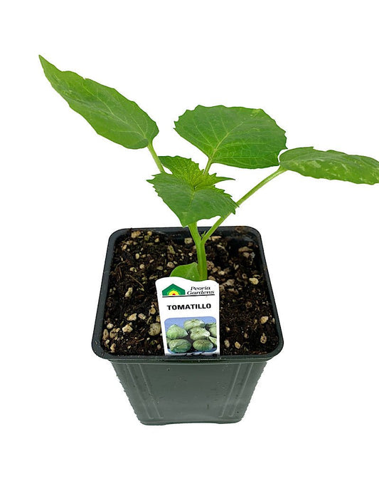 Tomatillo - The Garden Corner