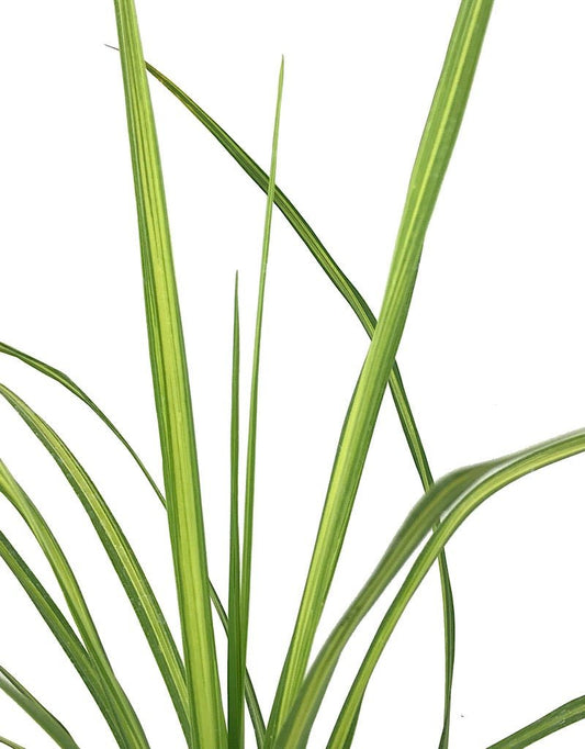 Cordyline 'Dancing Jive' Quart - The Garden Corner