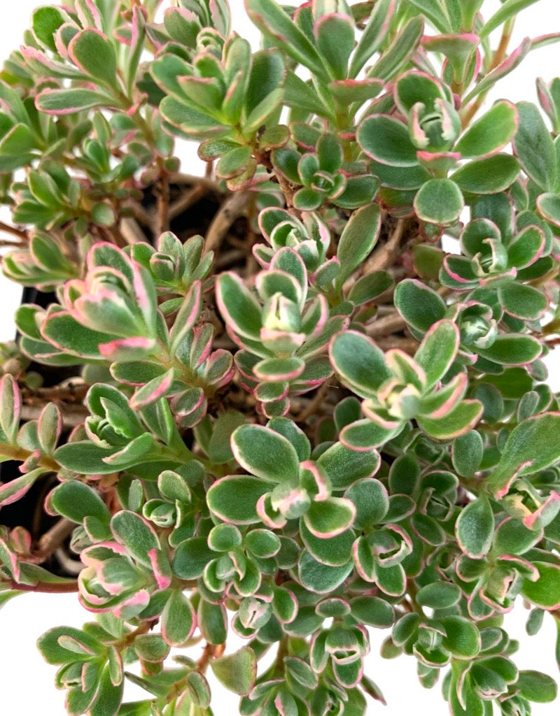 Sedum spurium 'Tricolor'