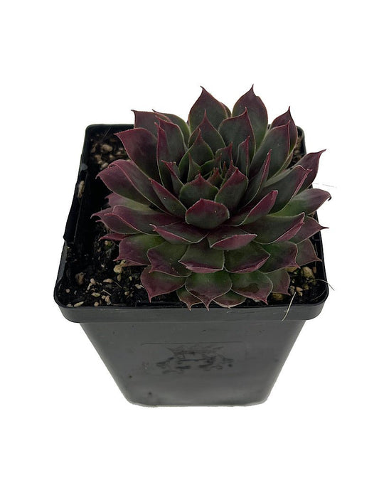 Sempervivum 'Fuego' 4 Inch - The Garden Corner