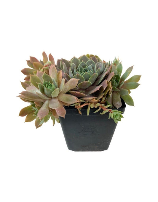 Sempervivum 'Chick Charm Plum Parfait' - The Garden Corner