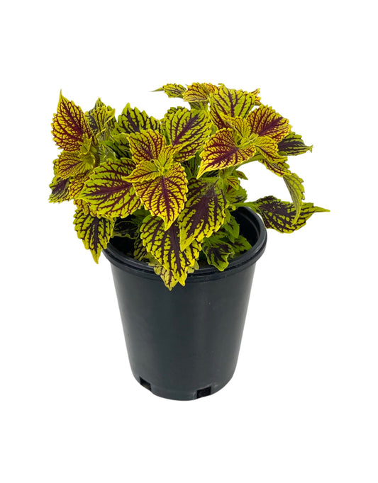 Coleus 'Main Street Venice Boulevard'