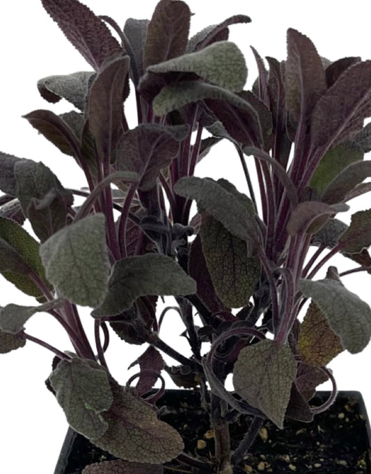 Sage 'Purple'