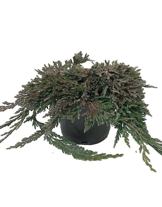 Juniperus h. 'Pancake' 4 inch - The Garden Corner