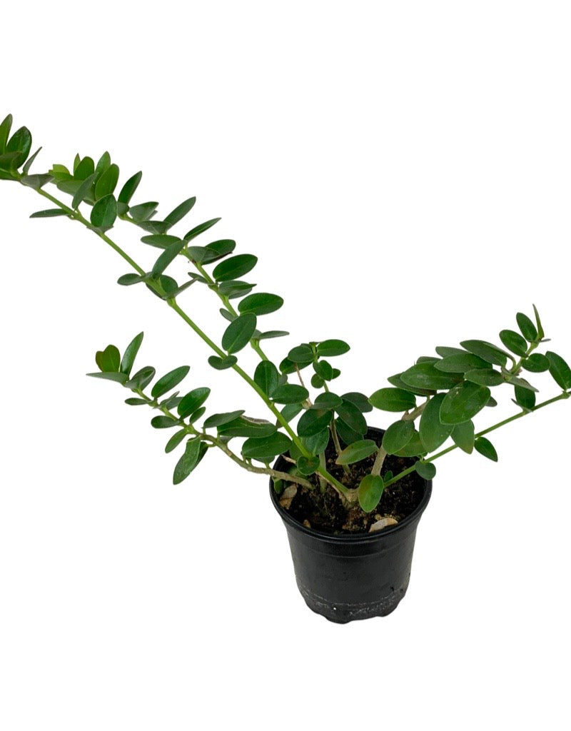 Hoya cumingiana