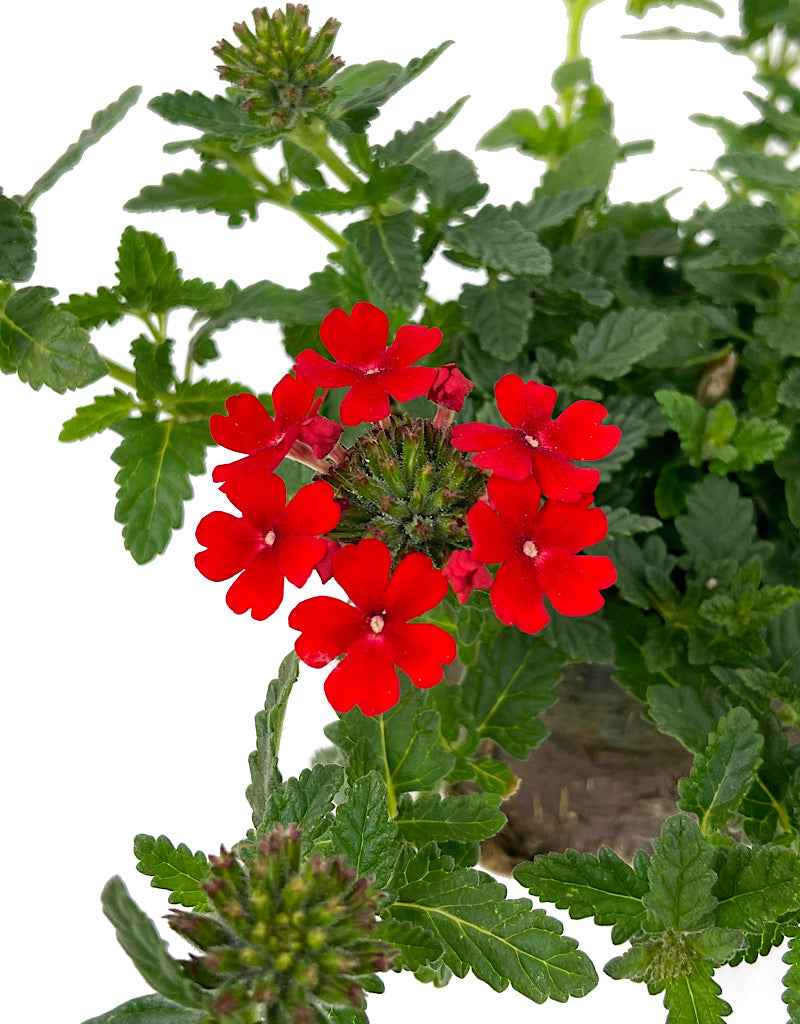 Verbena 'Firehouse Red'