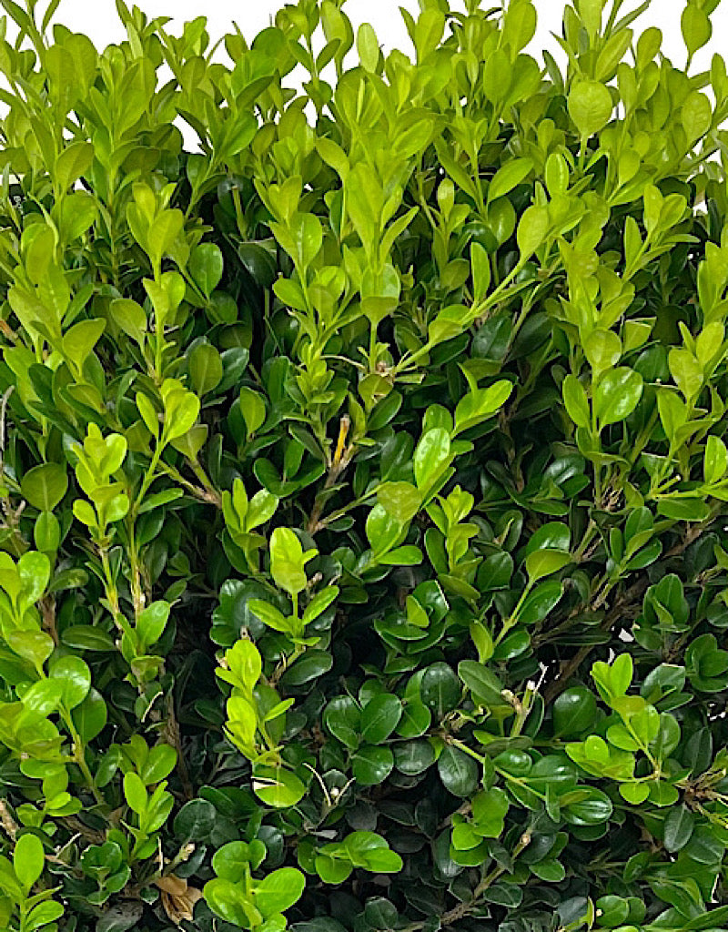 Buxus 'Winter Gem' Globe