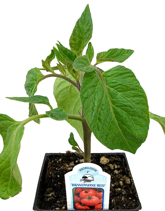 Tomato 'Brandywine Red'