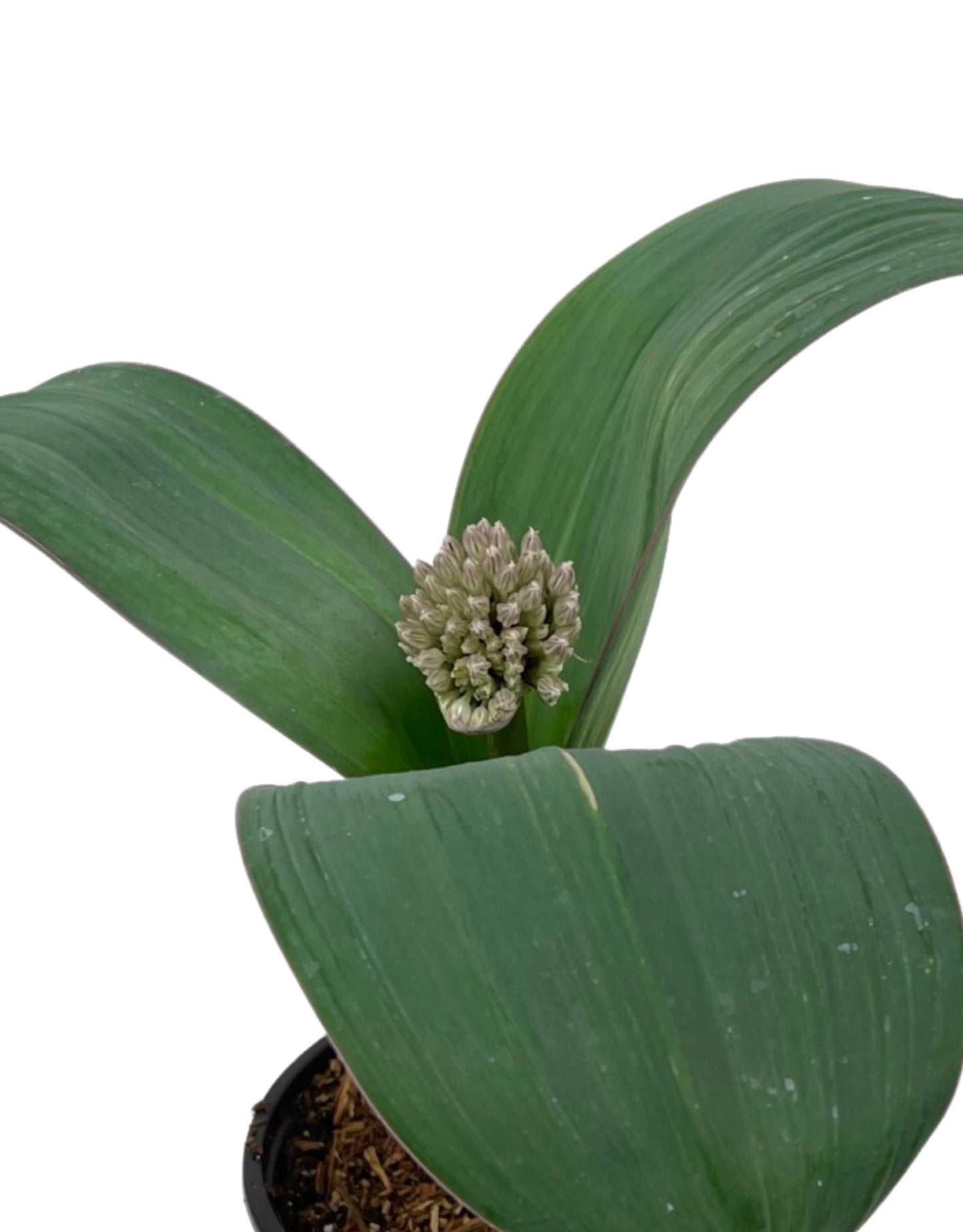 Allium karataviense 'Ivory Queen'