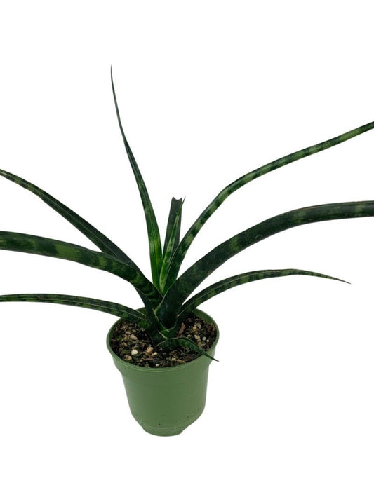 Sansevieria bacularis 'Mikado' 4 Inch - The Garden Corner
