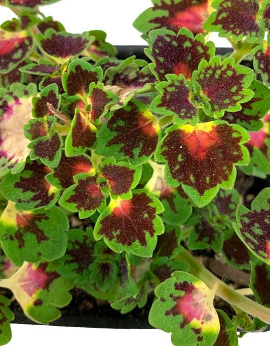 Coleus 'Lava Rose'