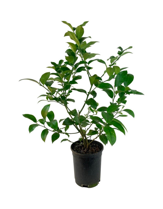 Citrus limon 'Improved Meyer Lemon' 1 Gallon