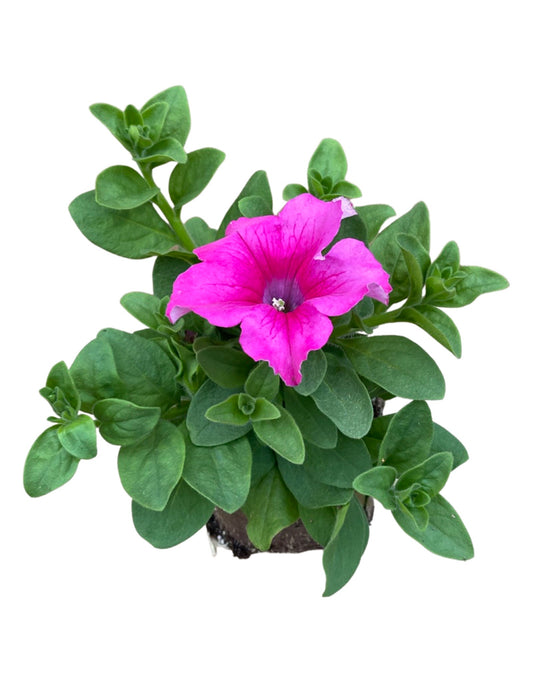 Petunia 'Supertunia Giant Pink' - The Garden Corner