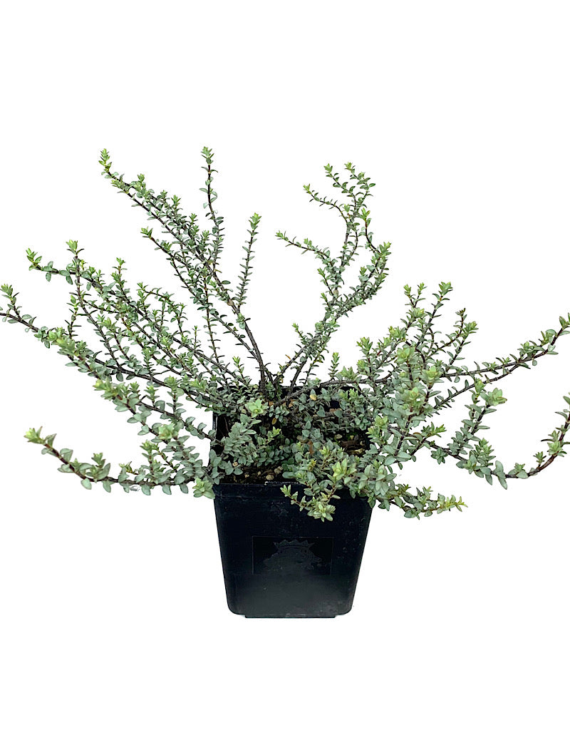 Hebe pimeleoides 'Quicksilver' - Shrubs