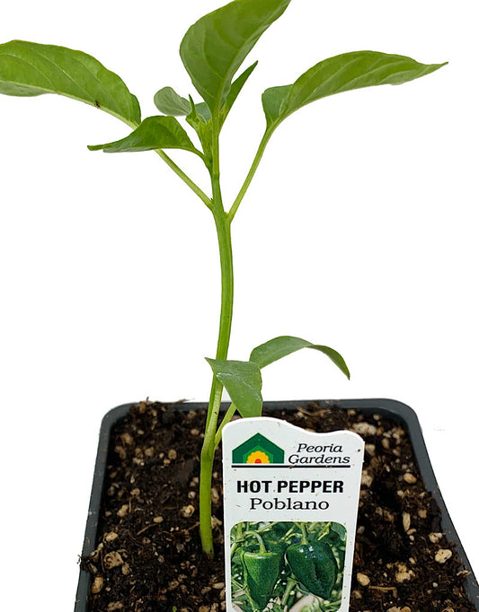 Pepper 'Poblano'