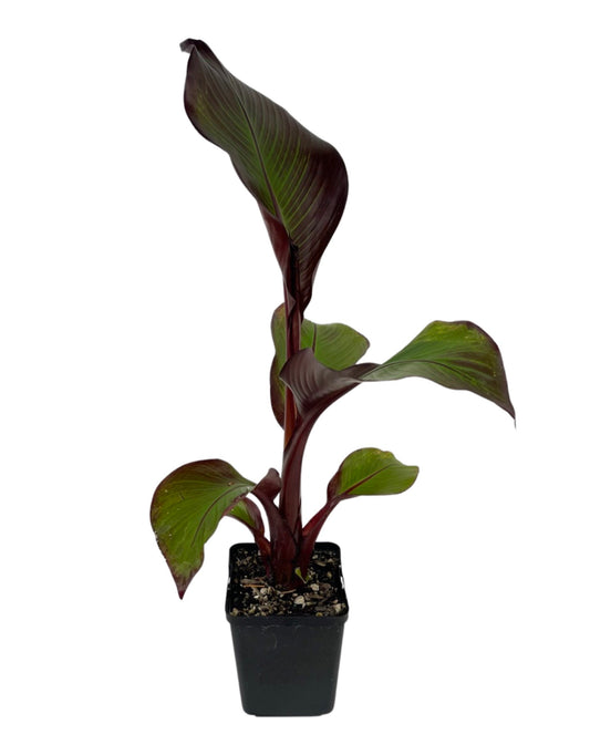 Ensete ventricosum 'Maurelii' - The Garden Corner
