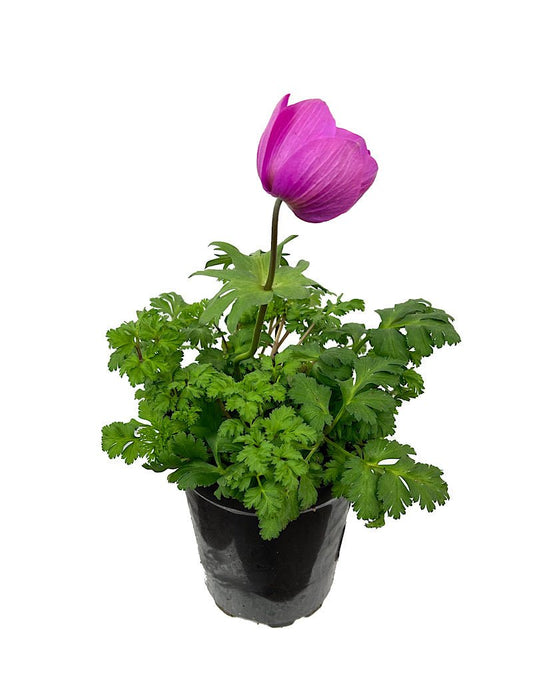 Anemone 'Harmony Orchid' Quart - The Garden Corner