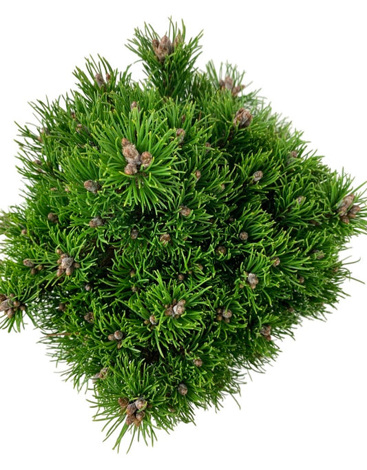 Pinus mugo 'Emerald Dwarf'