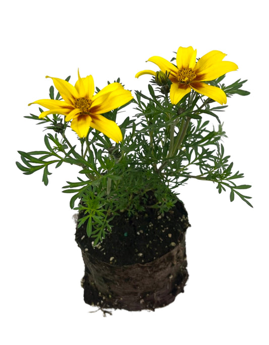 Bidens 'Brazen Eternal Flame'