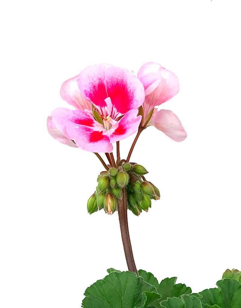 Geranium Presto Geranium Zonal 'Presto Pink Sizzle' – The Garden Corner