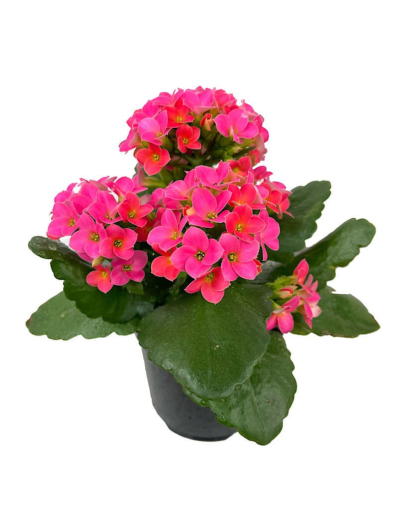 Kalanchoe - The Garden Corner