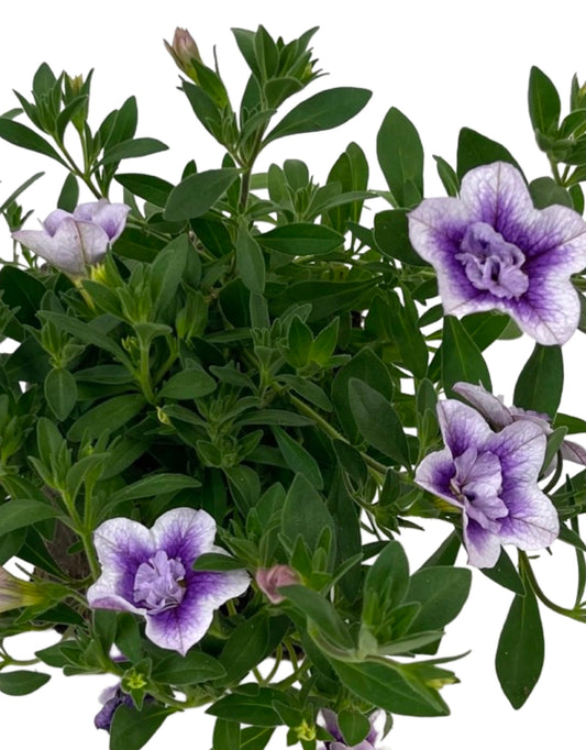 Calibrachoa 'Minifamous Double Plumtastic'