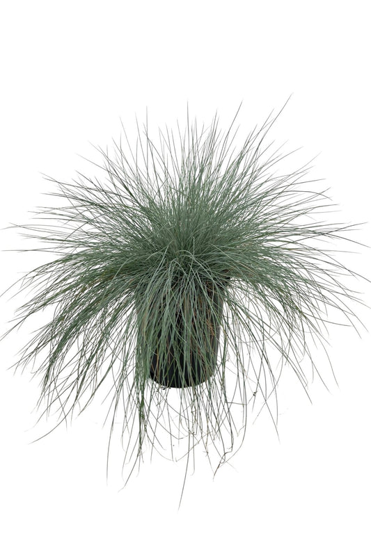 Festuca amethystina 'Superba' 1 Gallon - The Garden Corner