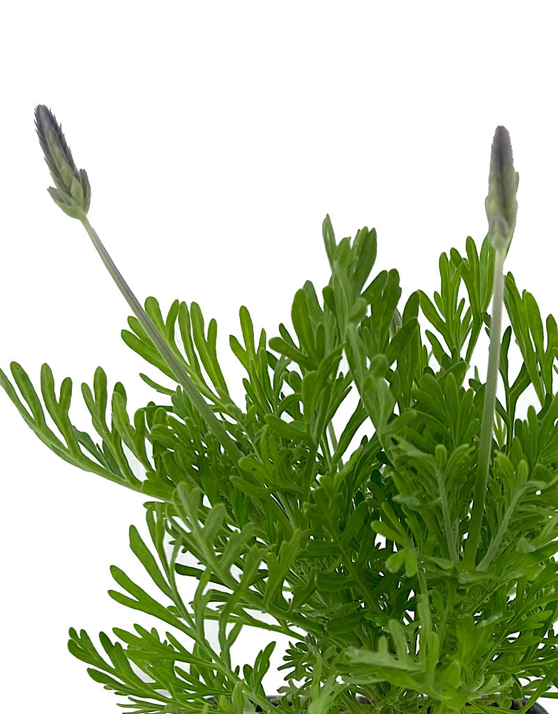 Lavandula 'Fernleaf' 4 Inch