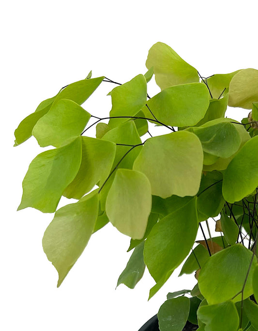 Adiantum peruvianum
